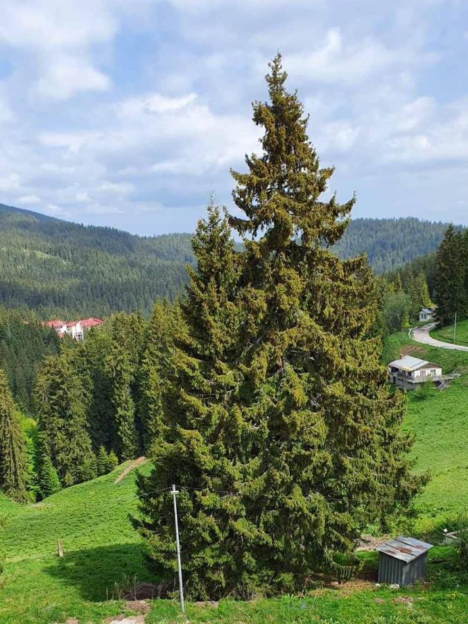 Apartment 428A All Inclusive in Hotel Snezhanka, Pamporovo Esterno foto